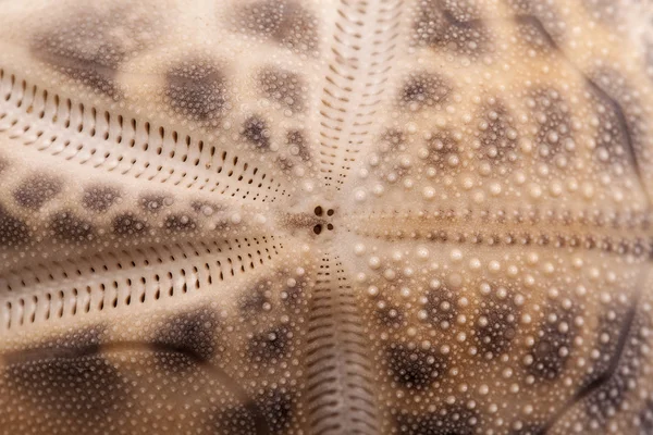 Achtergrond van zee schelp van hart urchin, close-up — Stockfoto