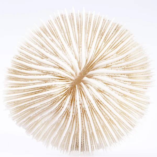 Concha de Fungia isolado no fundo branco — Fotografia de Stock