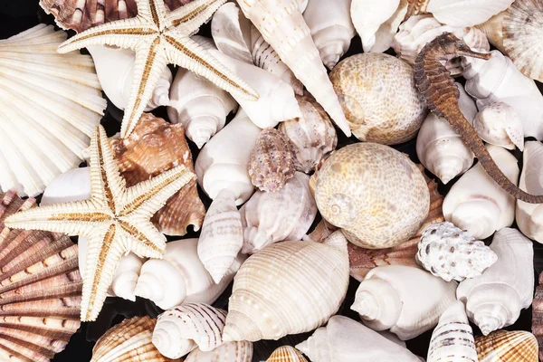 Fundo de vários tipos de conchas marinhas — Fotografia de Stock