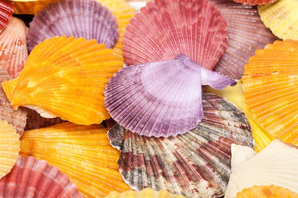 Background with colorful sea shells of mollusks, close up. — Stock Photo, Image