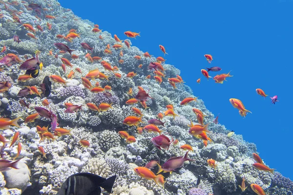 Colorful coral reef with shoal of fishes scalefin anthias in tropical sea — Stock Photo, Image