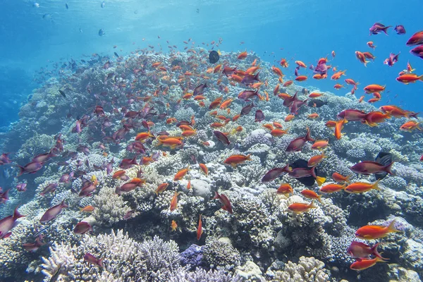 Coral reef with shoal of  fish anthias in tropical sea, underwater — Stock Photo, Image