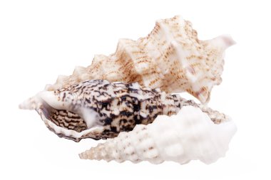 Beyaz izole burgu salyangoz kabukları burgu kabukları denilen