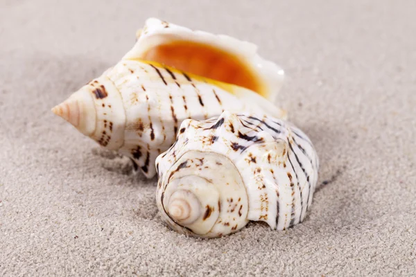 Duas conchas do mar deitado na areia, de perto — Fotografia de Stock