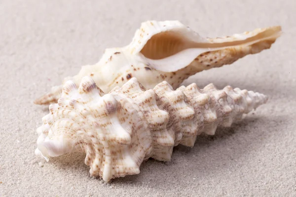 Морские раковины улитки лежали на песке, близко — стоковое фото