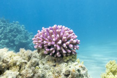 coral reef with pink finger coral in tropical sea, underwater clipart