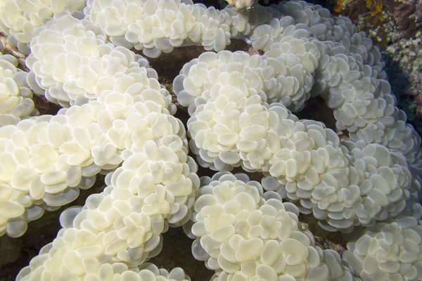 Coral reef with grape coral at the bottom of tropical sea, underwater — Stock Photo, Image