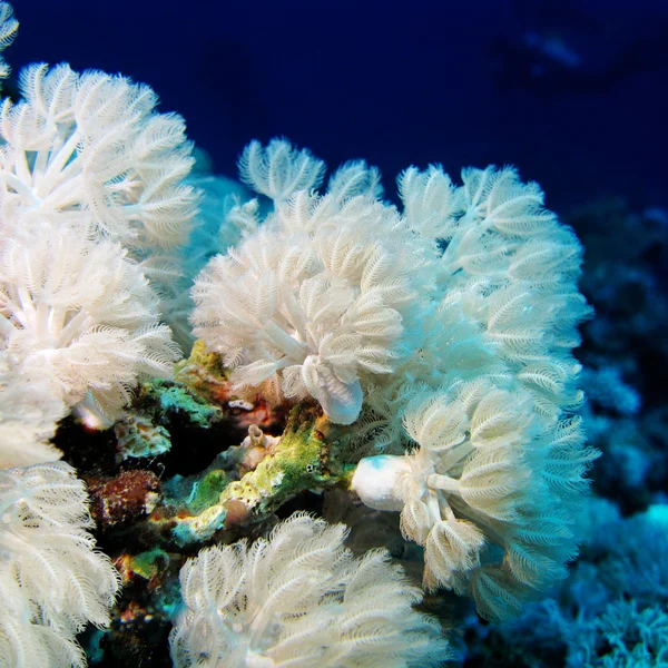 White soft coral Xeniidae at the bottom of tropical sea, underwater — Stock Photo, Image