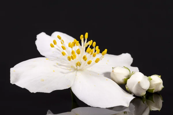 黒の背景にジャスミンの花をクローズ アップ — ストック写真