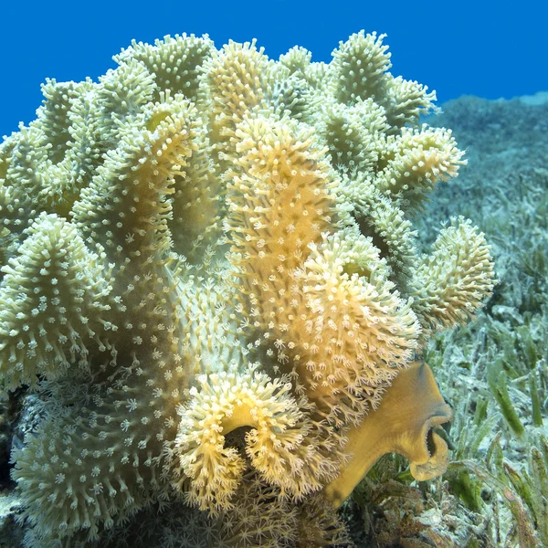 Arrecife de coral con gran cuero de hongos amarillos coral en el mar tropical —  Fotos de Stock