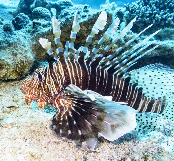 Feuerfische auf dem Grund des tropischen Meeres, unter Wasser — Stockfoto