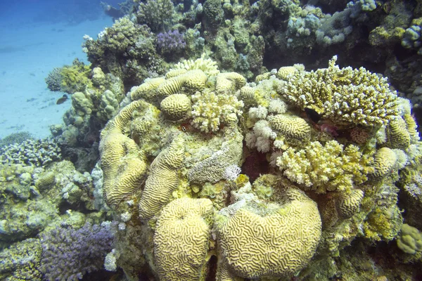 Colorido arrecife de coral con corales cerebrales en el mar tropical, bajo el agua — Foto de Stock