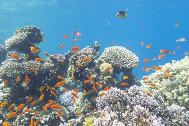 Colorful Coral Reef With Shoal Of Fishes Scalefin Anthias In Tropical Sea clipart