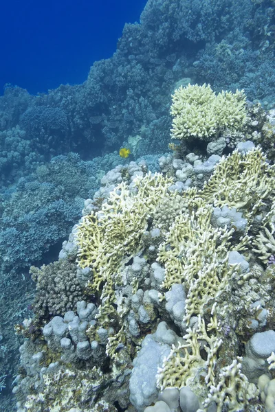 Korálový útes s coral oheň na dně tropické moře, pod vodou — Stock fotografie