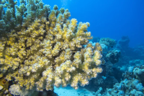 熱帯の海、水中で大きな柔らかいサンゴとサンゴ礁 — ストック写真