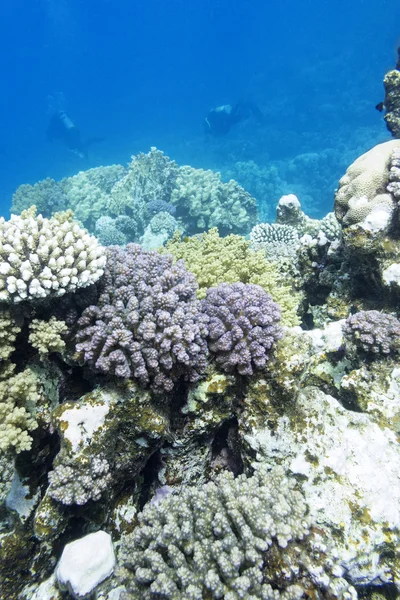 Récif corallien coloré avec plongeurs en mer tropicale, sous-marin — Photo