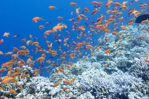 Colorful coral reef with shoal of fishes scalefin anthias in tropical sea — Stock Photo, Image