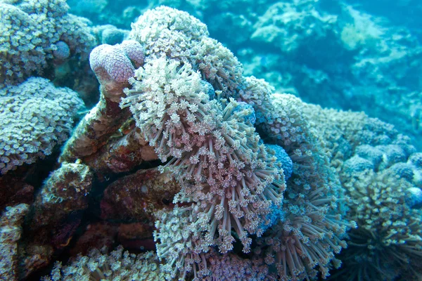 熱帯の海、水中の柔らかいサンゴ無柄クセニアとサンゴ礁 — ストック写真