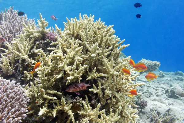 Korallenriff mit Steinkorallen und Fischathias im tropischen Meer, Unterwasser — Stockfoto