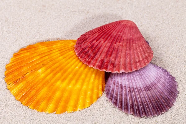 Alcune conchiglie colorate di mollusco sulla sabbia, da vicino — Foto Stock