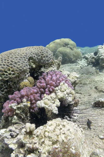 Barriera corallina colorata con riccio di mare in mare tropicale, subacqueo — Foto Stock