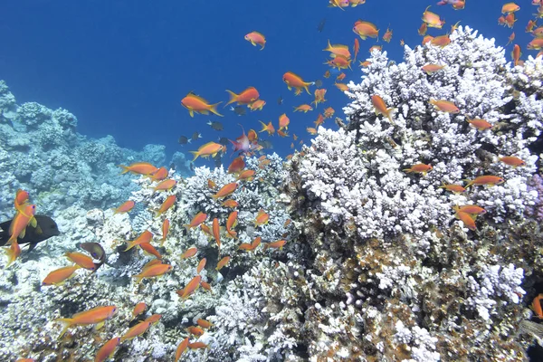 Kleurrijk koraalrif met shoal van vissen scalefin anthias in tropische zee, onderwater — Stockfoto