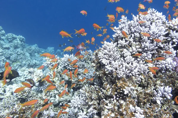 Colorful Coral Reef With Shoal Of Fishes Scalefin Anthias In Tropical Sea, Underwater — Stock Photo, Image