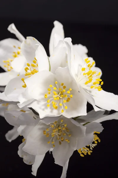 Jasmine flowers on black background, close up — Stock Photo, Image