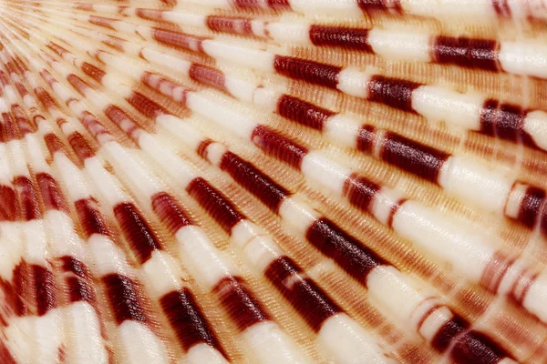 Fondo de conchas de mar de colores de moluscos, de cerca — Foto de Stock