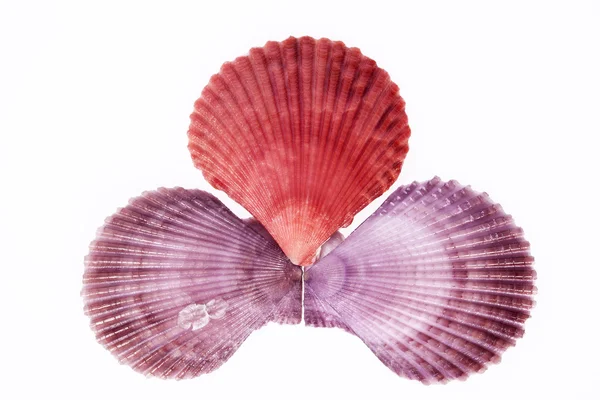 Alcune conchiglie colorate di mollusco su sfondo bianco, da vicino — Foto Stock