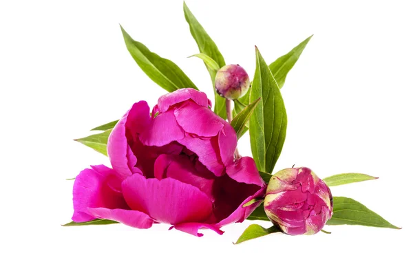 Rosa Blüten der Pfingstrose isoliert auf weißem Hintergrund — Stockfoto