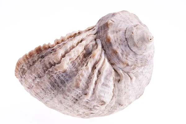 Concha de mar único isolado no fundo branco — Fotografia de Stock