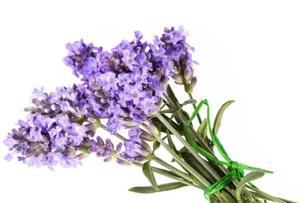 Violeta lavendula flores aisladas sobre fondo blanco, de cerca —  Fotos de Stock
