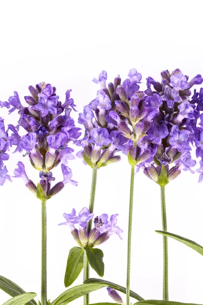 Flores de lavêndula violeta no fundo branco, close up — Fotografia de Stock