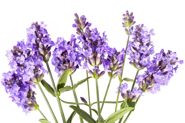 Violet  lavendula flowers on white background, close up Stock Picture