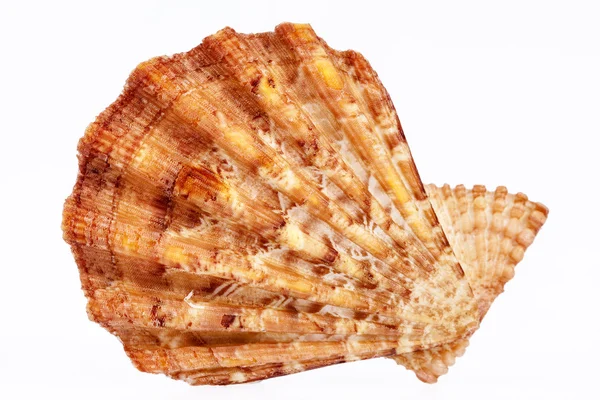Guscio unico di mollusco isolato su fondo bianco — Foto Stock