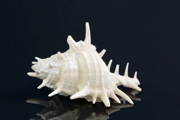 Single white sea shell isolated on black background. — Stock Photo, Image