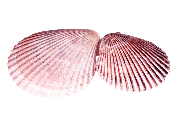 Due conchiglie di mollusco isolato su sfondo bianco, vicino u — Foto Stock