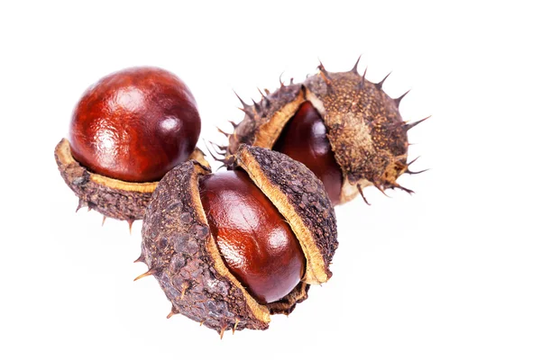 Fruits of chestnuts in dry shell isolated on white background — Stock Photo, Image
