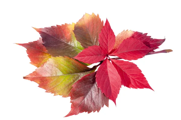 Autumn colorful  leaves  of parthenocissus on white background — Stock Photo, Image