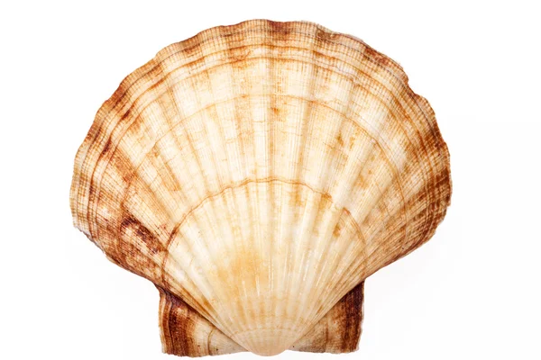 Coquille de mollusque isolée sur fond blanc, gros plan — Photo