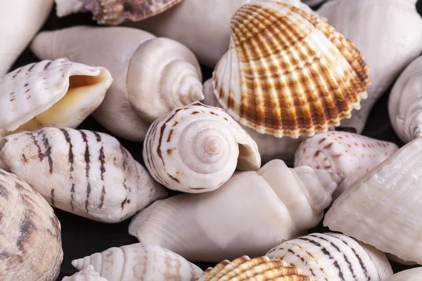 Contexto de diferentes tipos de conchas do mar — Fotografia de Stock