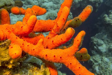 Tropikal Deniz dibinde gevrek starfish ile deniz süngeri