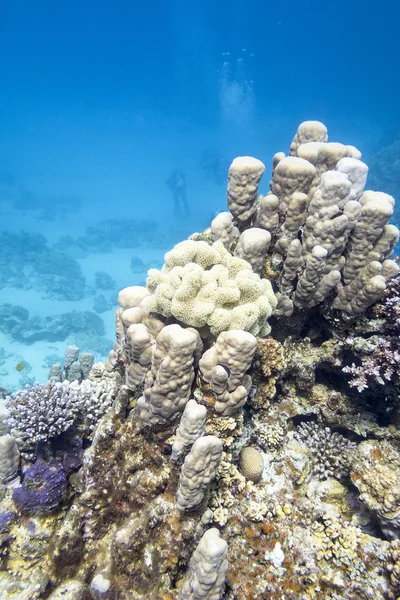 Korallenriff mit Steinkorallen im tropischen Meer, unter Wasser — Stockfoto