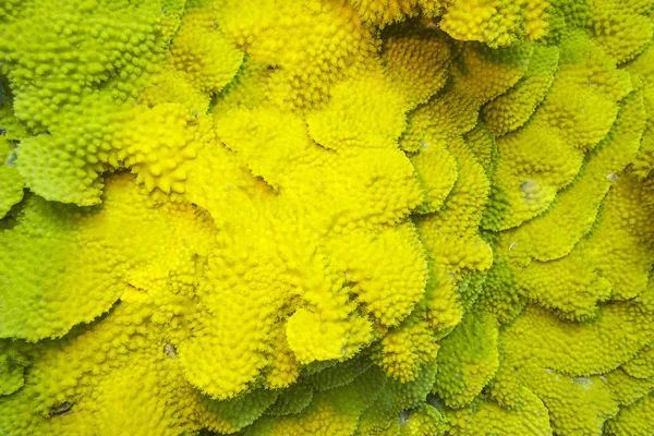 Recife de coral com coral amarelo turbinaria mesenterina em mar tropical — Fotografia de Stock