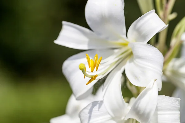 Blommor av vita Lilium candidum blommar i trädgården — Stockfoto