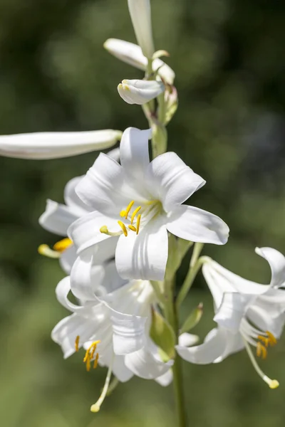 A fehér Lilium candidum a kertben virágzó virágok — Stock Fotó