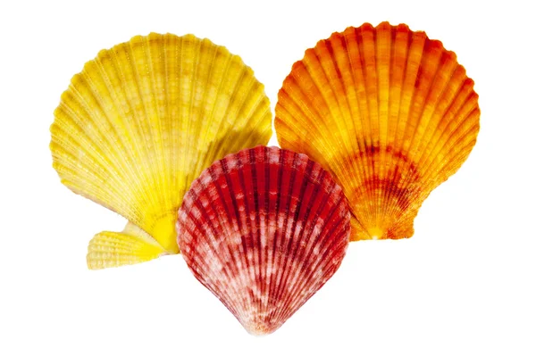 Colorate conchiglie di mollusco isolate su fondo bianco — Foto Stock