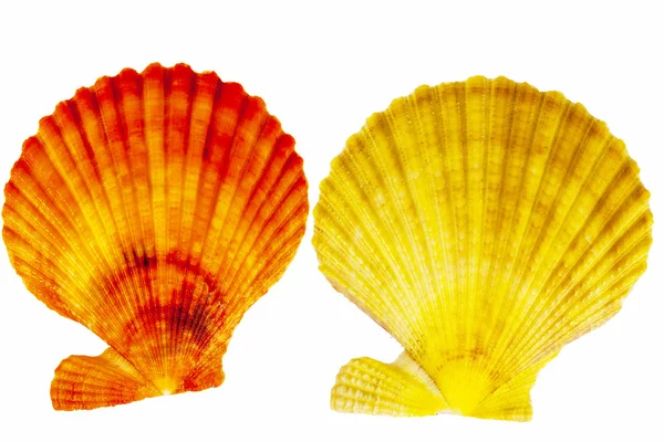 Conchas coloridas de moluscos isolados sobre fundo branco — Fotografia de Stock
