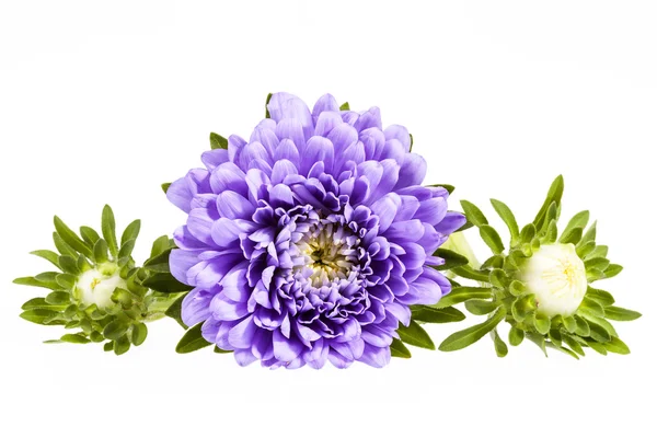 Single violet flower of aster isolated on white background — Stock Photo, Image